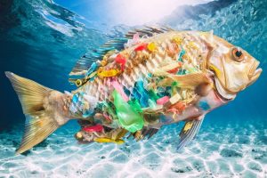 Waspada Bahaya Mikroplastik Makanan Laut Makin Meningkat