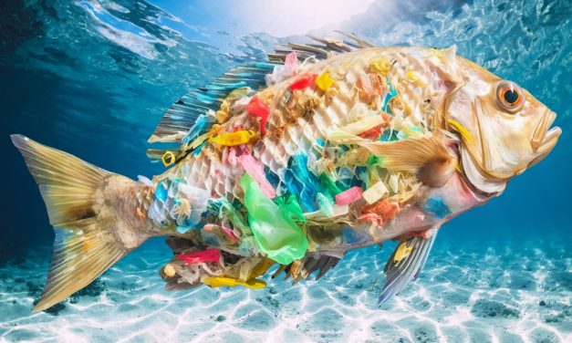 Waspada Bahaya Mikroplastik Makanan Laut Makin Meningkat