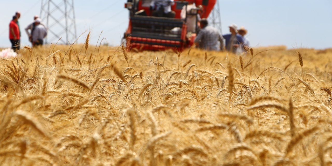 Produksi Gandum Australia Anjlok 25 Persen Imbas El Niño