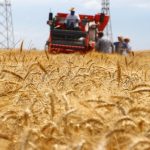 Produksi Gandum Australia Anjlok 25 Persen Imbas El Niño