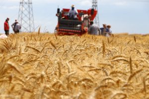 Produksi Gandum Australia Anjlok 25 Persen Imbas El Niño