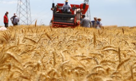 Produksi Gandum Australia Anjlok 25 Persen Imbas El Niño