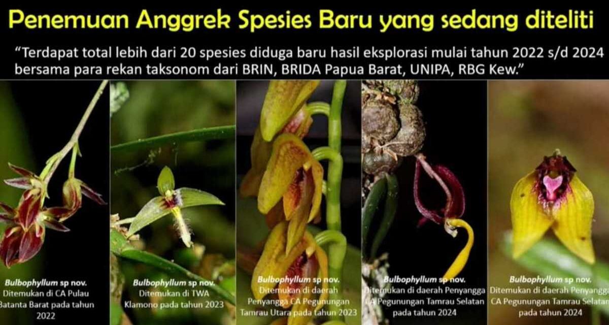 Spesies Baru Anggrek Endemik Di Hutan Pegunungan Papua