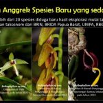 Spesies Baru Anggrek Endemik Di Hutan Pegunungan Papua
