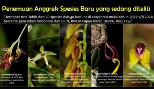 Spesies Baru Anggrek Endemik Di Hutan Pegunungan Papua