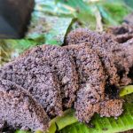 Mengenal Dange Pangkep: Camilan Ketan Hitam Bakar Tungku