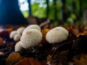 Studi Ungkap Pohon Berkomunikasi Lewat Jaringan Jamur Akar