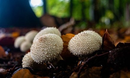 Studi Ungkap Pohon Berkomunikasi Lewat Jaringan Jamur Akar