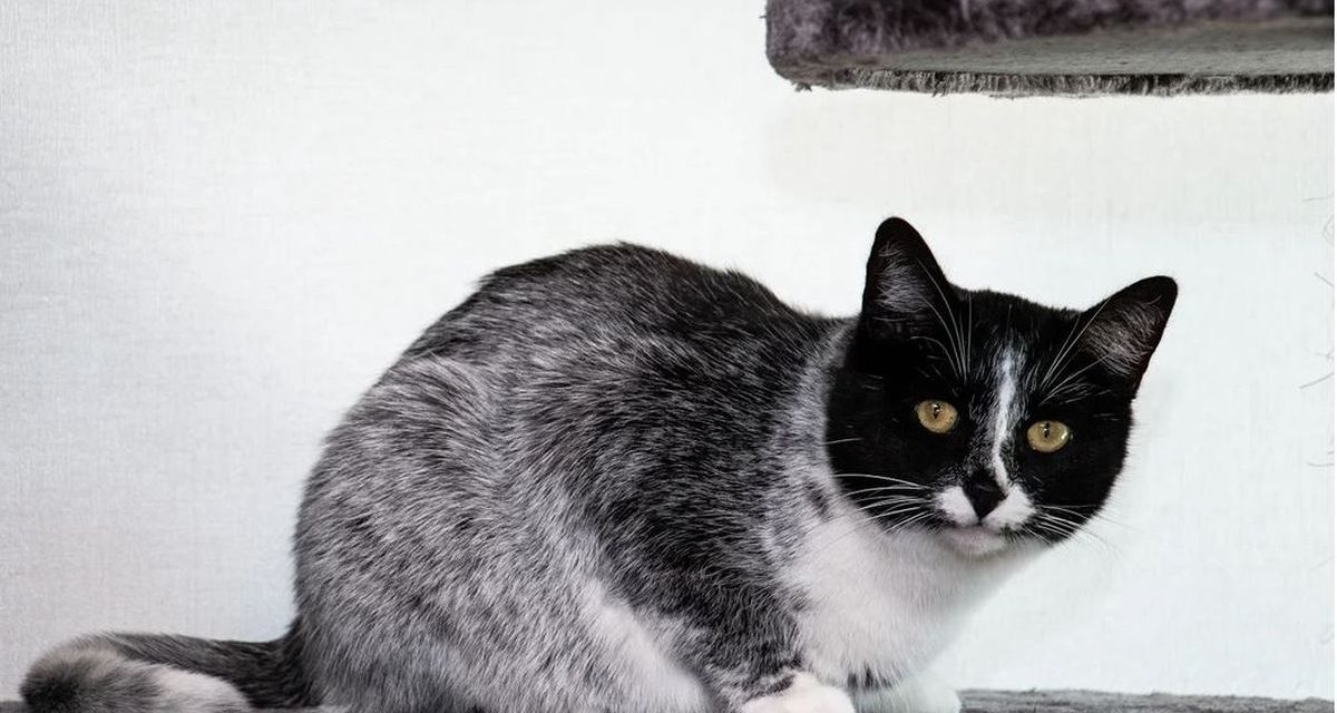 Aksi Heroik Driver Ojol Selamatkan Kucing Terjebak Di Tol Kopo