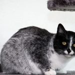 Aksi Heroik Driver Ojol Selamatkan Kucing Terjebak Di Tol Kopo