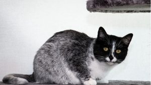 Aksi Heroik Driver Ojol Selamatkan Kucing Terjebak Di Tol Kopo