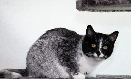 Aksi Heroik Driver Ojol Selamatkan Kucing Terjebak Di Tol Kopo